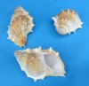 2 to 3-1/2 inches Bursa Rana Shells for Sale for Hermit Crab Homes and Shell Crafts -  Packed 12 @  .60 each; Pack of 48 @ .52 each