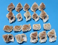2 to 3-1/2 inches Bursa Rana Shells - 16 @ .50 each; 64 @ .45 each