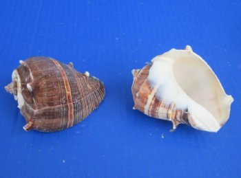 3 to 3-1/2 inches King Crown Conch Shells - 12 @ $1.69 each; 36 @ $1.50 each