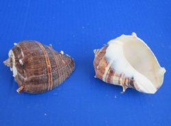 3 to 3-1/2 inches King Crown Conch Shells - 12 @ $1.69 each; 36 @ $1.50 each