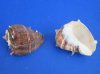 3 to 3-1/2 inches King Crown Conch Shells for Large Hermit Crab Homes - Pack of 12 @ $1.69 each; Pack of 36 @ $1.50 each
