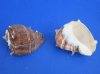 3 to 3-1/2 inches <font color=red>Wholesale</font> Case of King Crown Shells in Bulk for Large Hermit Crabs - Case of 96 @ .94 each
