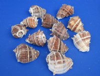 3 to 3-1/2 inches King Crown Conch Shells - 12 @ $1.69 each; 36 @ $1.50 each