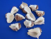 3 to 3-1/2 inches King Crown Conch Shells - 12 @ $1.69 each; 36 @ $1.50 each