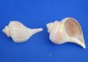 4 to 4-3/4 inches  Channel Whelk Shells for Sale in Bulk - Pack of 20 @ $1.16 each; Bulk Pack of 40 @ $.93 each; 