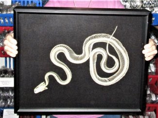 Framed Real Skeletons, Real Skulls Wall Decor