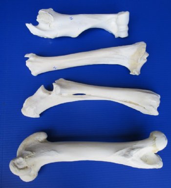 12-1/4 to 16 inches long Set of 4 Authentic Buffalo Leg Bones for Sale, Tibia, Femur, Radius and Humerus for $49.99