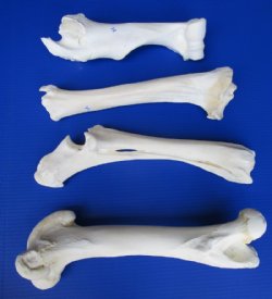 12-1/4 to 16 inches long Set of 4 Authentic Buffalo Leg Bones for Sale, Tibia, Femur, Radius and Humerus for $64.99 <font color=red> SALE $49.99</font>