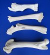 12-1/4 to 16 inches long Set of 4 Authentic Buffalo Leg Bones for Sale, Tibia, Femur, Radius and Humerus - You are buying this set for $74.99