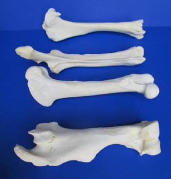Set of 4 Authentic Buffalo Leg Bones 13 to 16 inches long, Tibia, Femur, Radius and Humerus  for $49.99