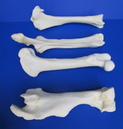 Set of 4 Authentic Buffalo Leg Bones 13 to 16 inches long, Tibia, Femur, Radius and Humerus  for $49.99