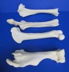 Set of 4 Authentic Buffalo Leg Bones 13 to 16 inches long, Tibia, Femur, Radius and Humerus - You are buying this set for $74.99