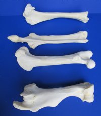 Set of 4 Authentic Buffalo Leg Bones 13 to 16 inches long, Tibia, Femur, Radius and Humerus  for $49.99