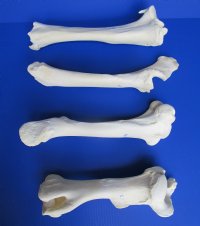 Set of 4 Authentic Buffalo Leg Bones 13 to 16 inches long, Tibia, Femur, Radius and Humerus  for $49.99