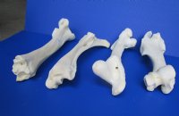 Set of 4 Authentic Buffalo Leg Bones 13 to 16 inches long, Tibia, Femur, Radius and Humerus  for $49.99