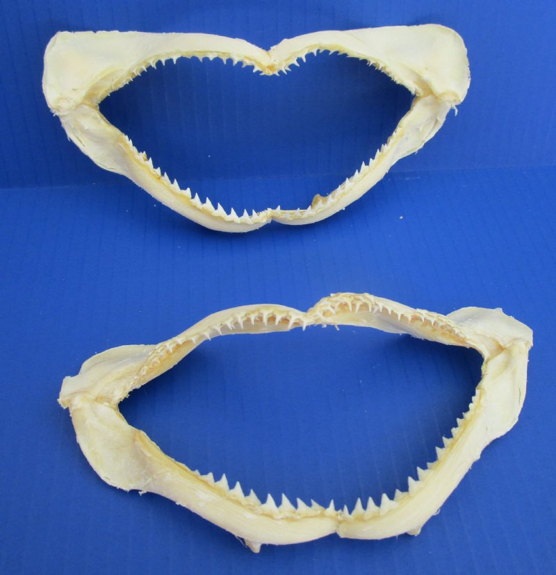 Two Genuine Silky Shark Jaws for Sale 67/8 and 71/8 inches wide