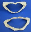Two Genuine Silky Shark Jaws for Sale 6-7/8 and 7-1/8 inches wide with <font color=red> Very Sharp Teeth </font> - Buy these <font color=red> 2 @ $9.50 each</font> Plus $8.25 1st Class Mail