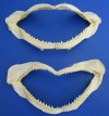 Two Real Silky Shark Jaws for Sale 7-1/2 and 6-3/4 inches wide with <font color=red> Very Sharp Teeth </font> - Buy these <font color=red> 2 @ $9.50 each</font> Plus $6.25 First Class Mail