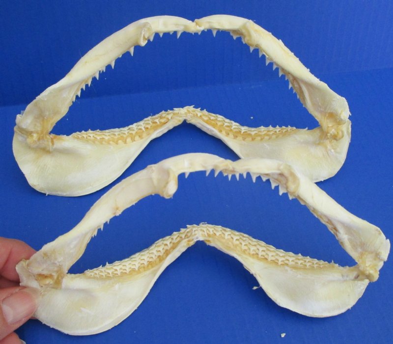 Two Real Silky Shark Jaws for Sale 7-1/2 and 6-3/4 inches wide
