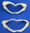 Two Real Silky Shark Jaws for Sale 6-1/4 and 6-3/4 inches wide with <font color=red> Very Sharp Teeth </font> - Buy these <font color=red> 2  for $8.50 each</font> Plus $8.25 1st Class Mail