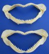 Two Authentic Bignose Shark Jaws for Sale 6-3/8 and 7-1/8 inches wide with <font color=red> Very Sharp Teeth </font> - <font color=red> Buy 2 for $9.50 each</font> Plus $8.25 1st Class Mail