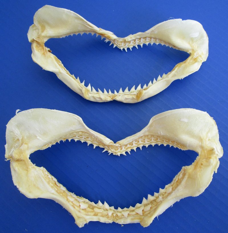 Two Genuine Bignose Shark Jaws for Sale, 67/8 and 65/8 inches wide