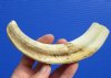 8 inches Authentic African Warthog Tusk for Carving and Crafts (.30 pound - 5 ounces) - You are buying this one for $29.99