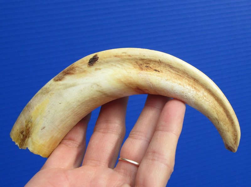 8 inches long Genuine Warthog Tusk, Ivory for Carving (.20 pound 3.20