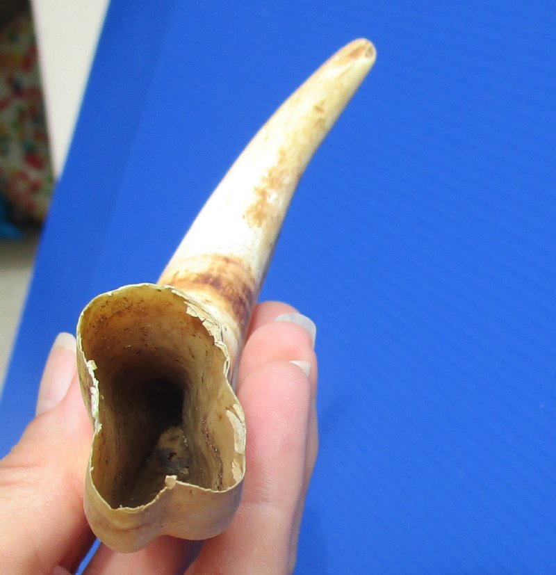 8 inches long Genuine Warthog Tusk, Ivory for Carving (.20 pound 3.20