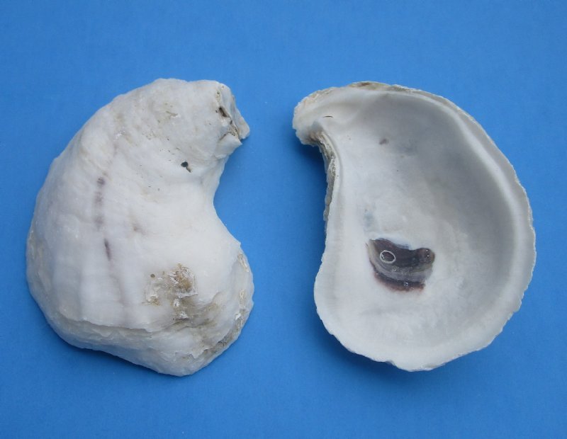 3 to 4 inches Natural Oyster Shells for Sale for Shell Crafts