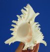 7 by 6 inches Beautiful Genuine Murex Ramosus Seashell for Sale, a White Shell with Frilly Branches - You are buying this one for $12.99