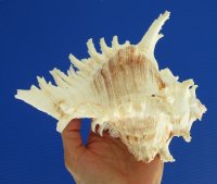 7 by 6 inches Beautiful Murex Ramosus Seashell  for $12.99