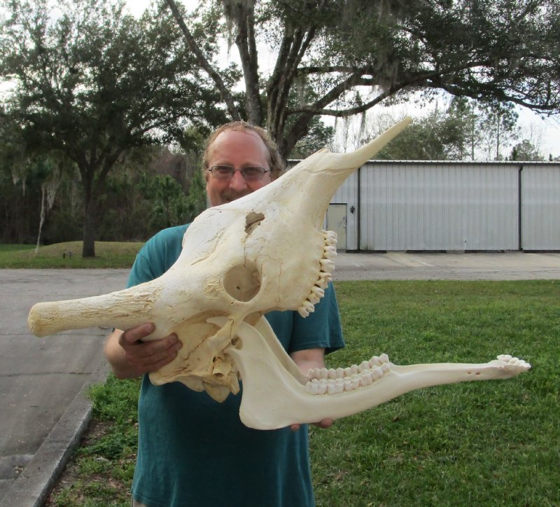 28 inches Authentic African Giraffe Skull for Sale with Lower Jaw (Mandible)