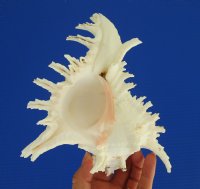 7-1/4 by 6 inches Beautiful Giant Murex Shell for Sale, Murex Ramosus - You are buying this one for $12.99