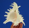 7-1/4 by 6 inches Beautiful Giant Murex Shell for Sale, Murex Ramosus - You are buying this one for $12.99