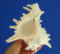 7-1/4 by 6 inches Authentic Ramose Murex Shell for Sale for $12.99