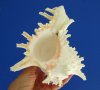 7-1/4 by 6 inches Authentic Ramose Murex Shell for Sale with Frilly Branches - You are buying this hand picked beautiful murex shell for $12.99
