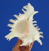 7-3/4 by 6 inches Beautiful Ramose Murex Seashell for Sale with Frilly Branches - You are buying this one for $12.99