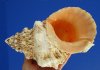 8-1/4 by 5-1/2 inches Pretty Natural Giant Frog Shell for Sale with a Bright Orange Mouth, a Large Decorative Seashell for Collectors - You are buying this one for $11.99