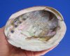 5-1/4 by 4-1/4 inches Natural Green Abalone Shell for Sale for Smudging - Buy this one for <font color=red> $14.99</font> Plus $6.25 1st class postage