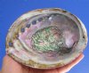 5-3/4 by 4-1/2 inches Genuine Natural Green Abalone Shell for Sale for Smudging and Decorating - Buy this one for <font color=red> $14.99</font> Plus $6.25 1st Class Postage