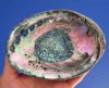 5-7/8 by 4-5/8 inches Beautiful Green Abalone Shell with Deep Blues and Greens, Hand Picked - Buy this one for <font color=red>$14.99</font> Plus $6.25 1st Class Mail