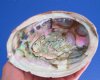 5-1/2 by 4-1/8 inches Pretty Natural Green Abalone Shell for Sale - Buy this one for <font color=red> $14.99</font> Plus $6.25 1st Class Mail