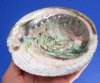 5-1/2 by 4-1/4 inches Beautiful Real Green Abalone Shell for Sale - Buy this one for <font color=red>$14.99</font> Plus $6.25 1st Class Mail