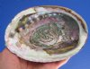 5-3/4 by 4-1/4 inches Genuine Natural Green Abalone Shell for Sale, Hand Picked - Buy this one for <font color=red>$14.99</font> Plus $6.25 1st Class Mail