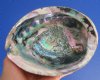 6-1/2 by 5-1/8 inches Large Natural Green Abalone Shell for Sale for Smudging or Decorating, Hand Picked - You are buying this one for $16.99