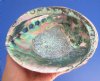 6-7/8 by 5-1/4 inches Genuine Natural Green Abalone Shell for Sale - You are buying this hand picked abalone for $16.99