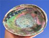 6-1/2 by 5-1/8 inches Beautiful Large Natural Green Abalone Shell for Smudging and Decorating with Colors of Blue and Green - You are buying this one for $16.99