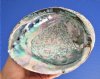6-1/2 by 5/18 inches Beautiful Natural Green Abalone Shell for Smudging and Decorating - You are buying this hand picked abalone for $16.99