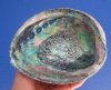 6-1/2 by 5-3/8 inches Beautiful Real Natural Green Abalone Shell for Sale with Deep Blues and Greens, Hand Picked - You are buying this one for $16.99